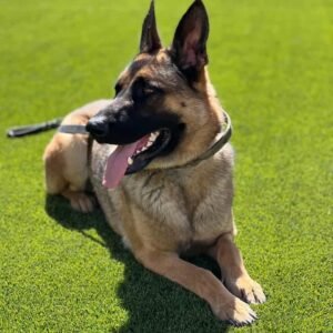 German Shepherd X Belgian Malinois protection dog