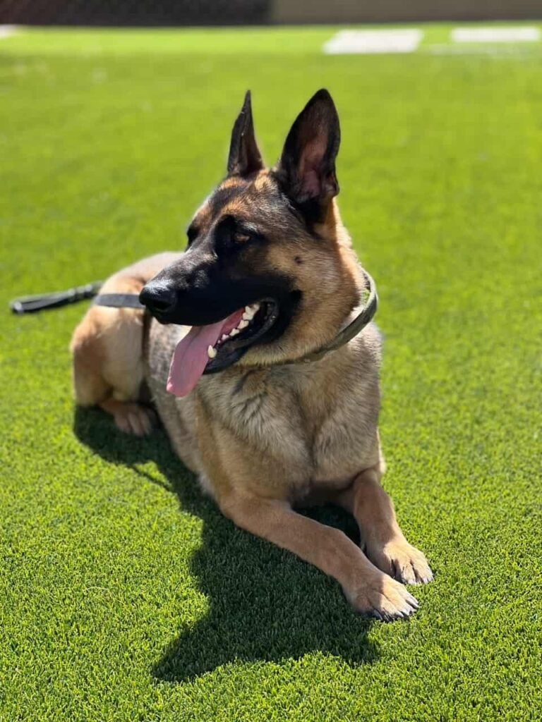 German Shepherd X Belgian Malinois protection dog