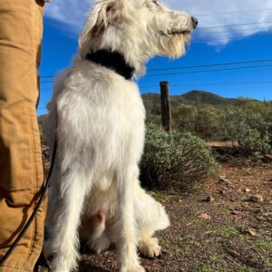 German Shepherd X Poodle protection dog