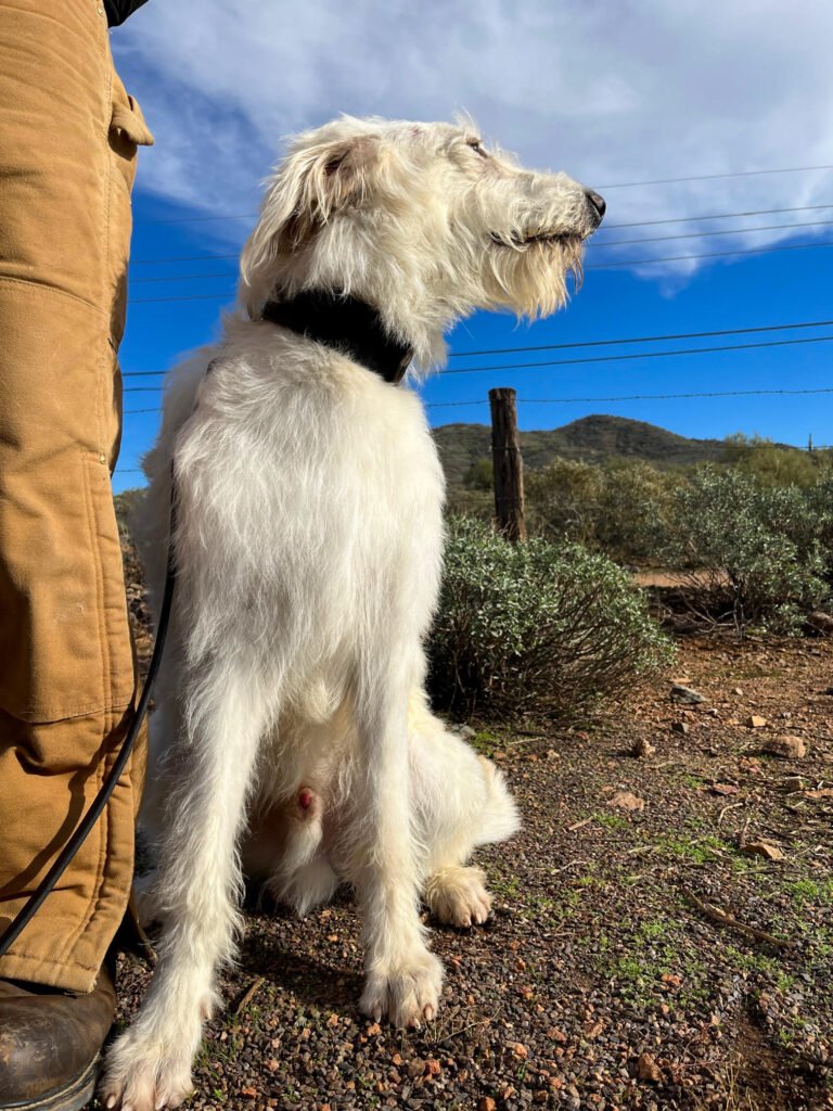 German Shepherd X Poodle protection dog