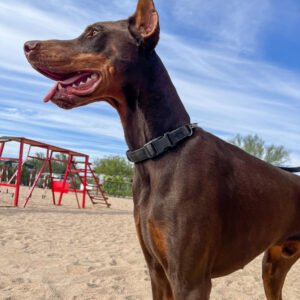 Male Protection Doberman Pinscher
