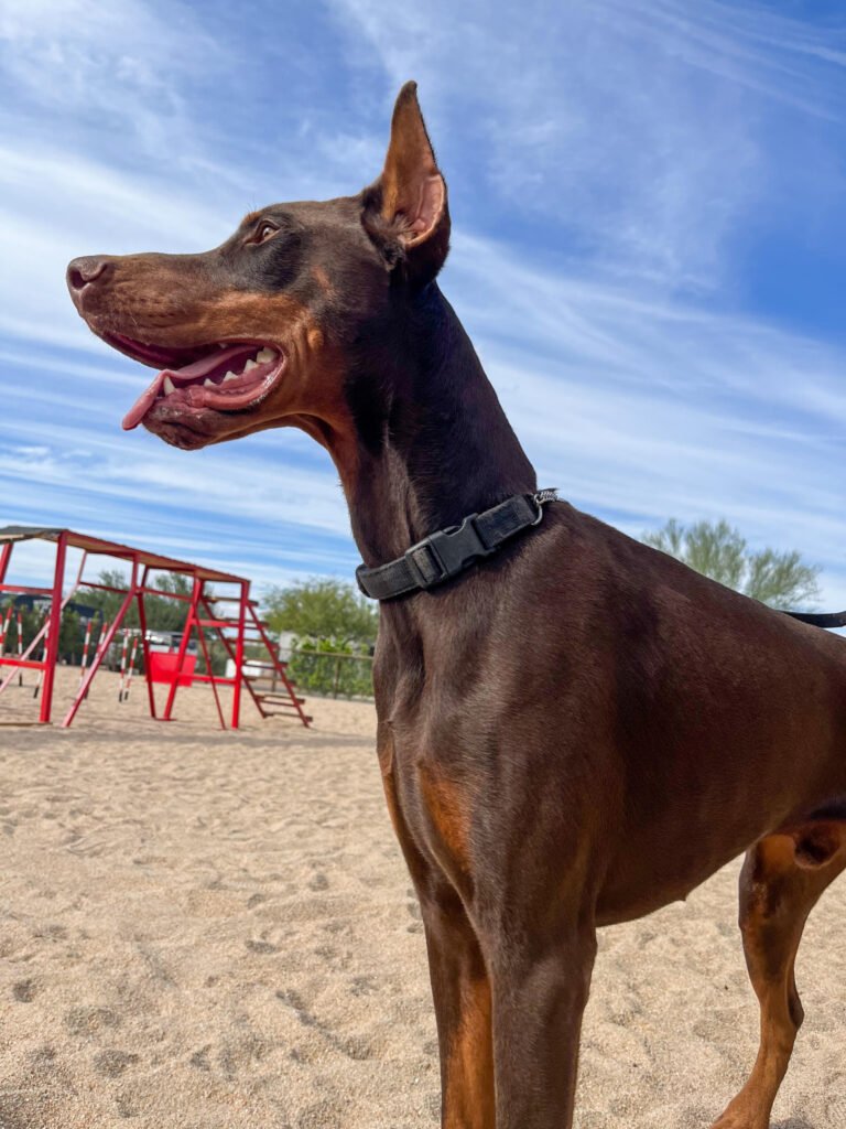 Male Protection Doberman Pinscher