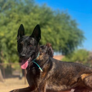 Dutch Shepherd protection dog
