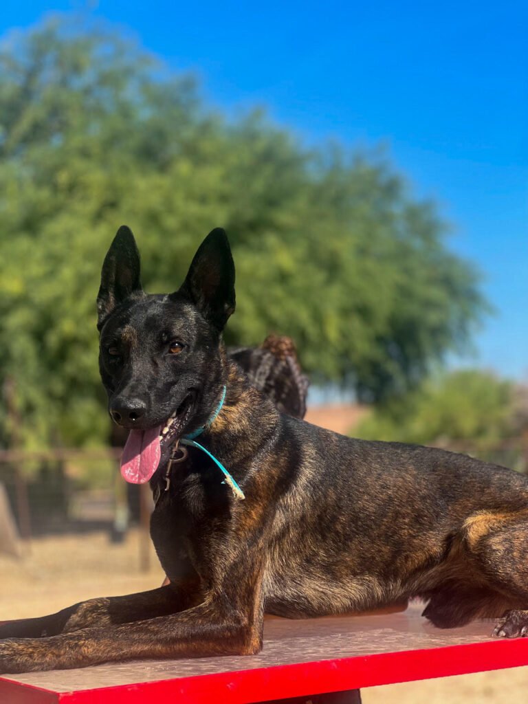 Dutch Shepherd protection dog