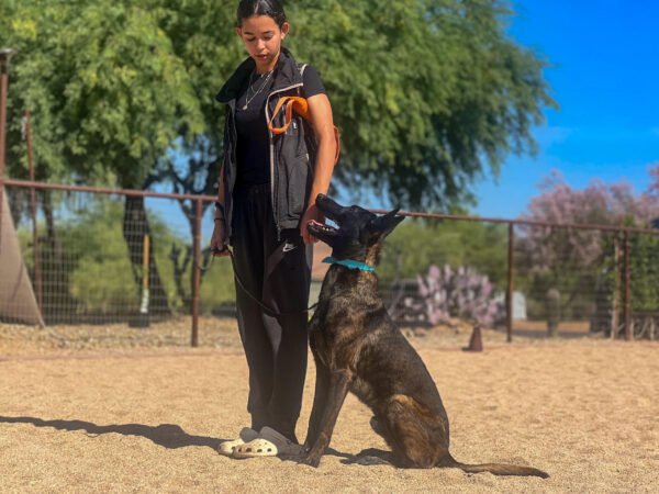 Male Dutch Shepherd protection dog