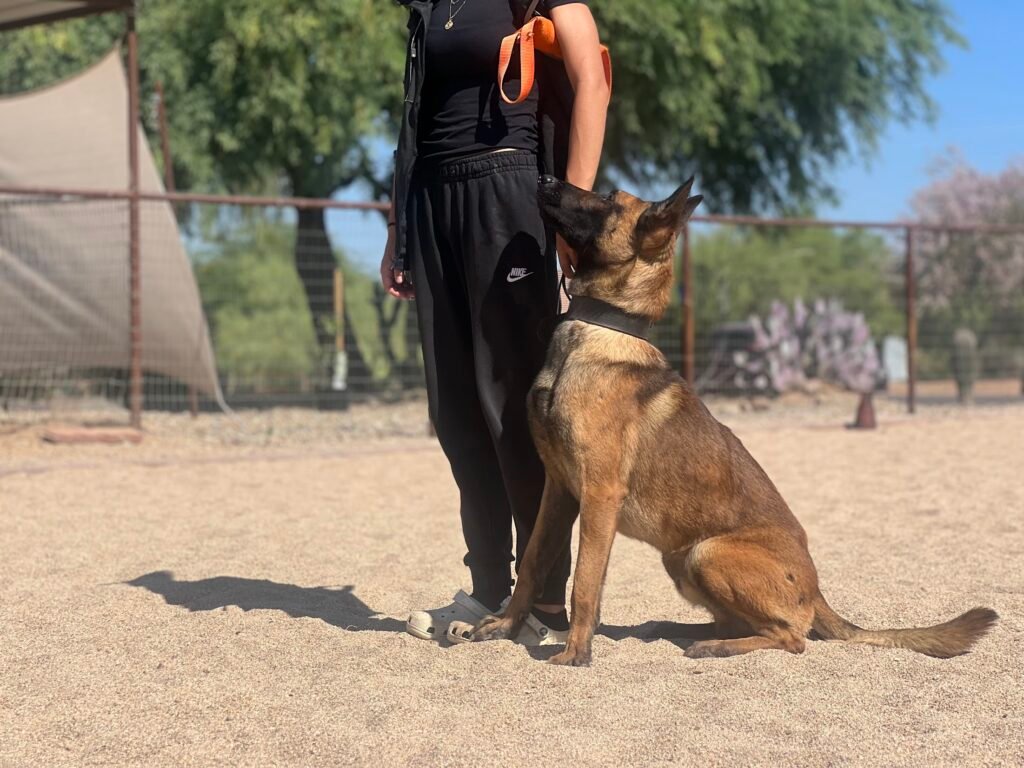 Large protection trained Belgian Malinois
