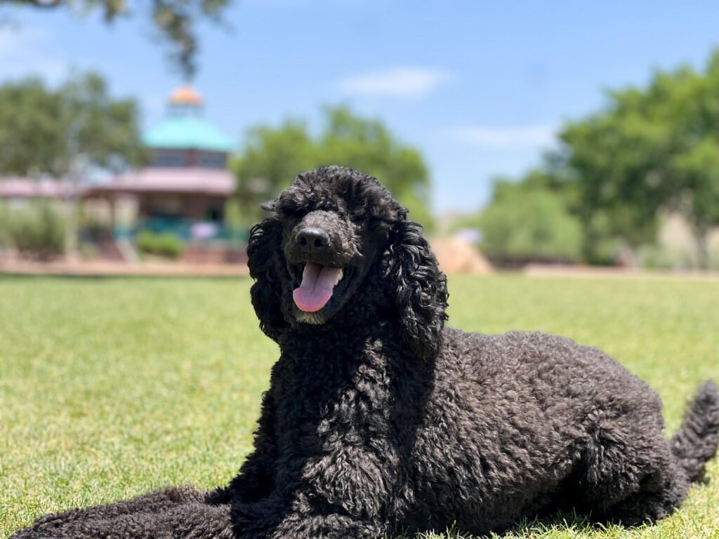 Protection Poodle Posing