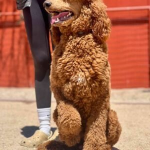 Fozzie