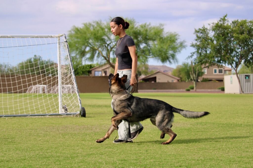 Male protection Czech Shepherd
