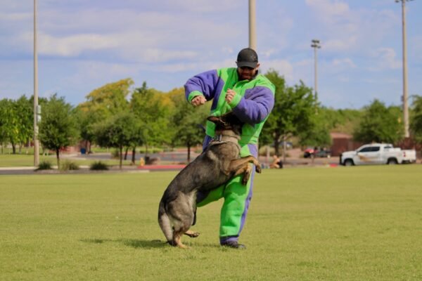 Male protection Czech Shepherd